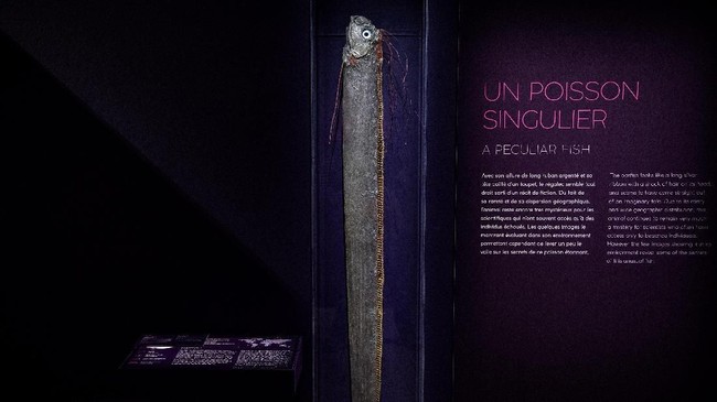 Mitos atau Fakta, Benarkah Ikan Oarfish Pertanda Gempa dan Tsunami?