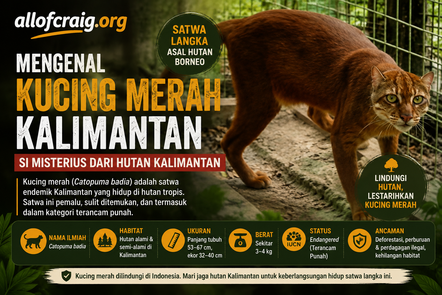 Mengenal Kucing Merah Kalimantan, Satwa Langka dan Misterius yang Sulit Ditemukan