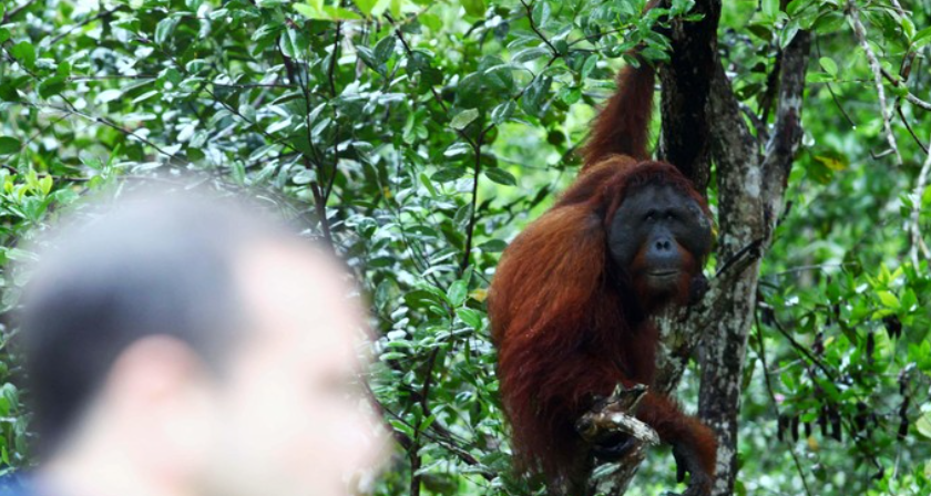 Kebakaran Hutan Mulai Ganggu Wisata Tanjung Puting, Banyak Penerbangan Delay