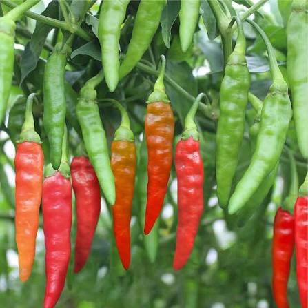 Harga Cabai Rawit Merah Tembus Rp70.450 per Kg, Naik 12,45 Persen